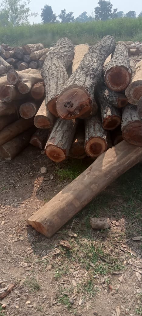 जंगलों में अन्धाधुन्ध कटाई से जंगल हो रहे है वीरान , लकड़ी माफियाओं को रोकने वाला कोई नहीं